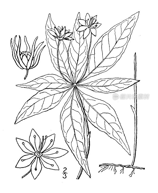 古植物学植物插图:美洲Trientalis Americana, Starflower